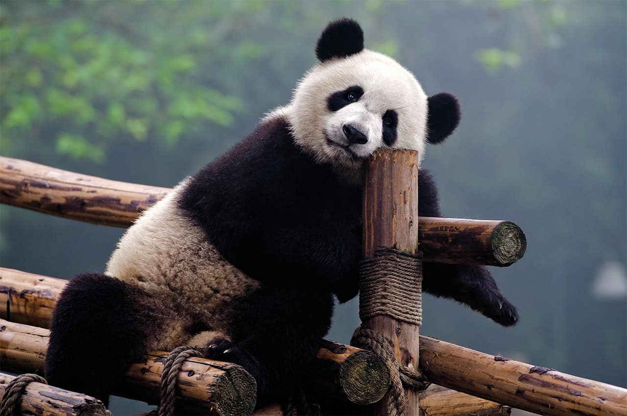 Urso Panda: o símbolo e o espírito animal da China - China Vistos