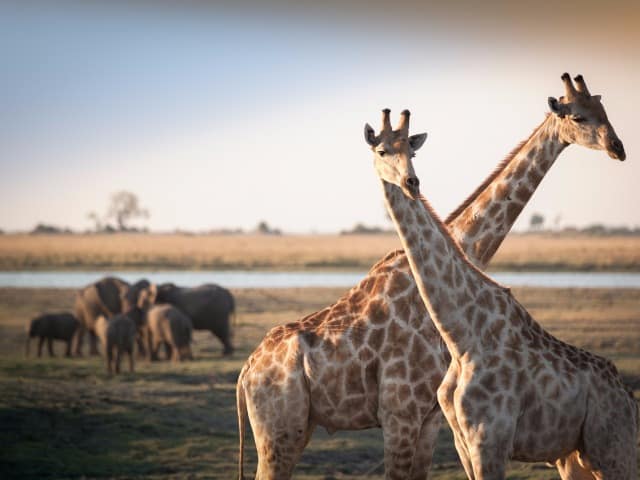 Girafas elefantes Botswana Girafas elefantes Botswana